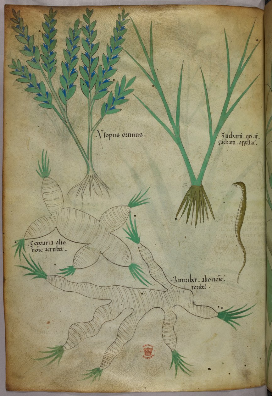 Ilustracja botaniczna, ok. 1440 r. (tusz i kolor na welinie) autorstwa Italian School