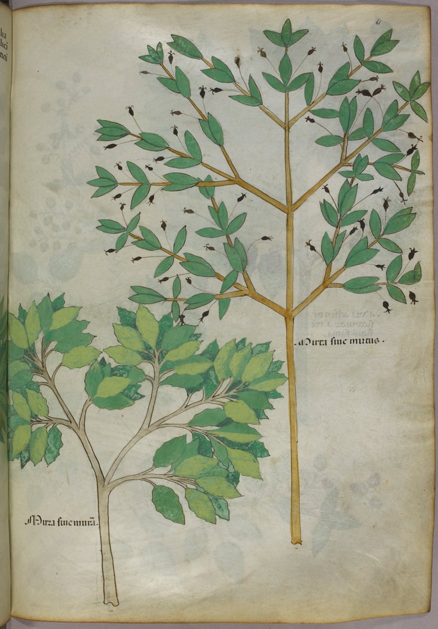 Ilustracja botaniczna, ok. 1440 r. (tusz i kolor na welinie) autorstwa Italian School