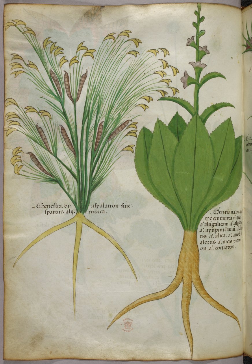 Ilustracja botaniczna, ok. 1440 r. (tusz i kolor na welinie) autorstwa Italian School