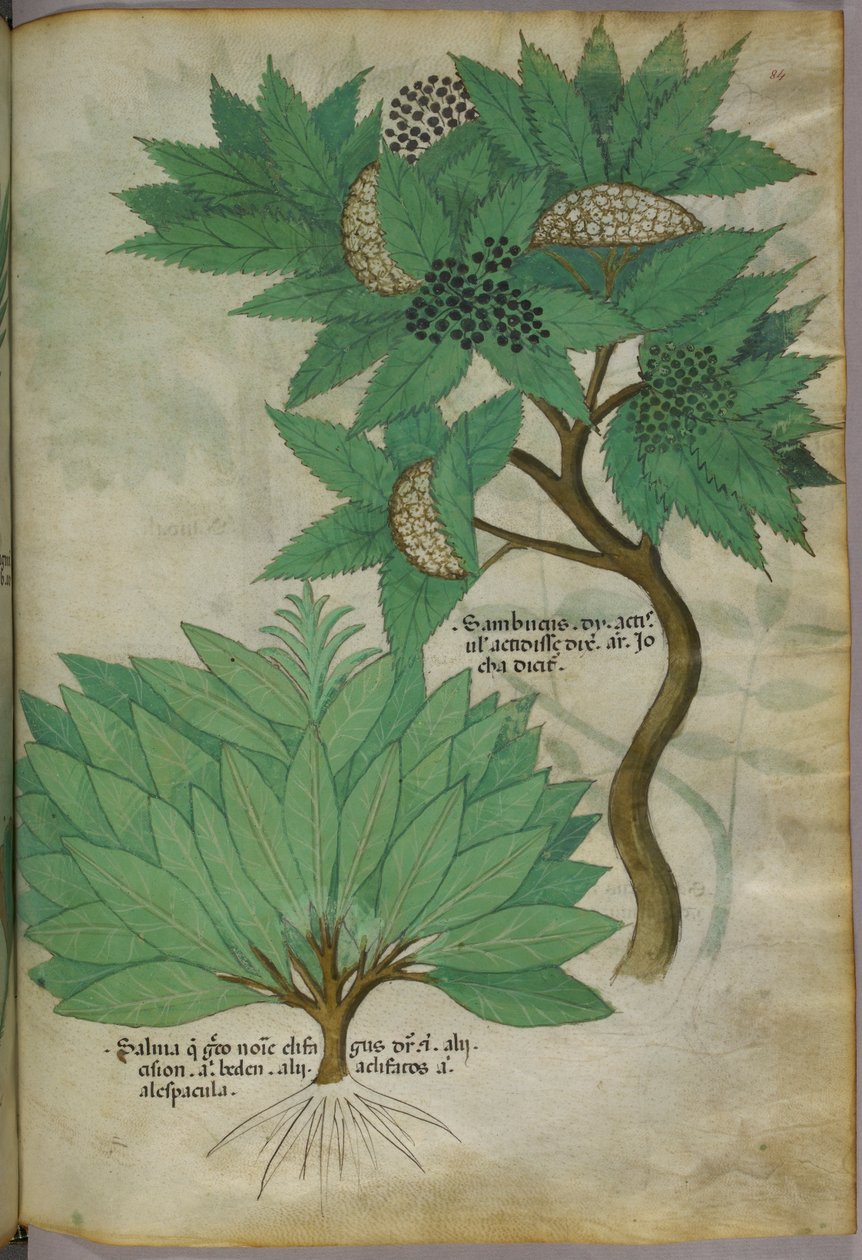Ilustracja botaniczna, ok. 1440 r. (tusz i kolor na welinie) autorstwa Italian School