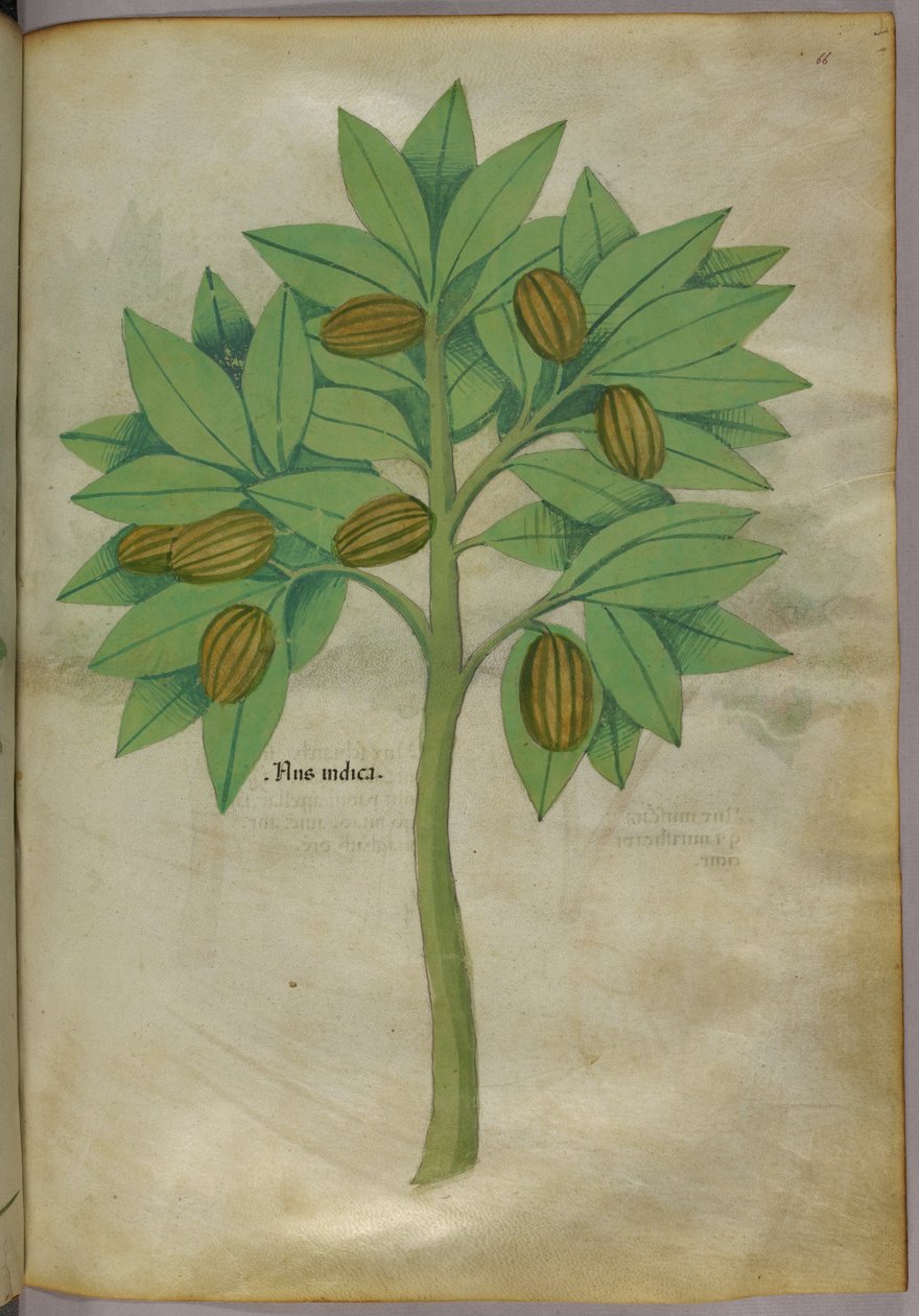 Ilustracja botaniczna, ok. 1440 r. (tusz i kolor na welinie) autorstwa Italian School