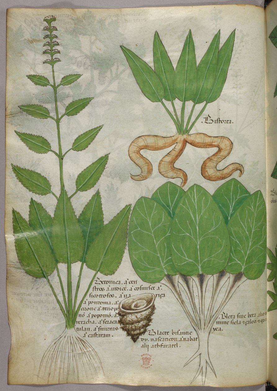 Ilustracja botaniczna, ok. 1440 r. (tusz i kolor na welinie) autorstwa Italian School