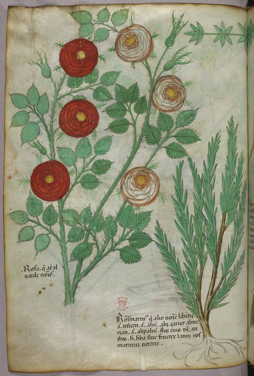 Ilustracja botaniczna, ok. 1440 r. (tusz i kolor na welinie) autorstwa Italian School