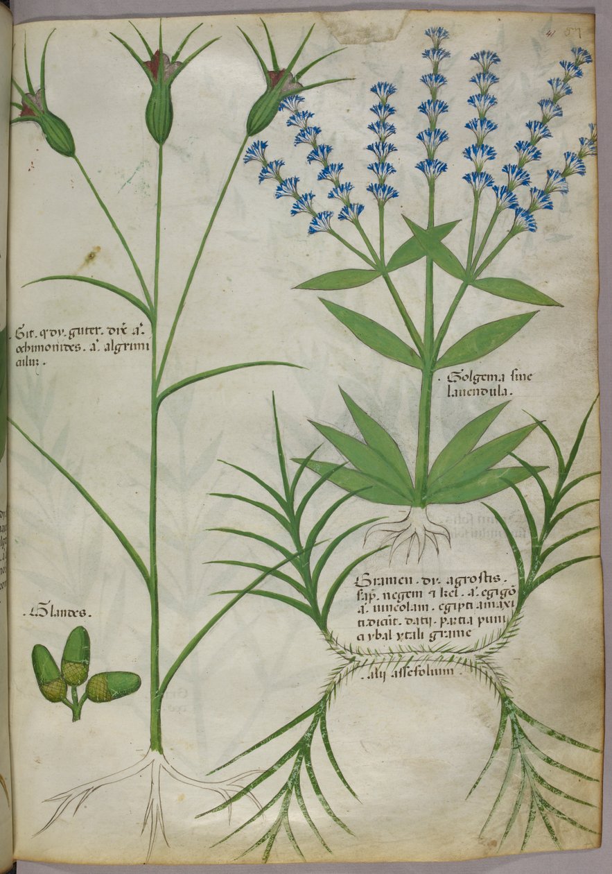 Ilustracja botaniczna, ok. 1440 (pergamin), ok. 1440 (tusz i kolor na welinie) autorstwa Italian School