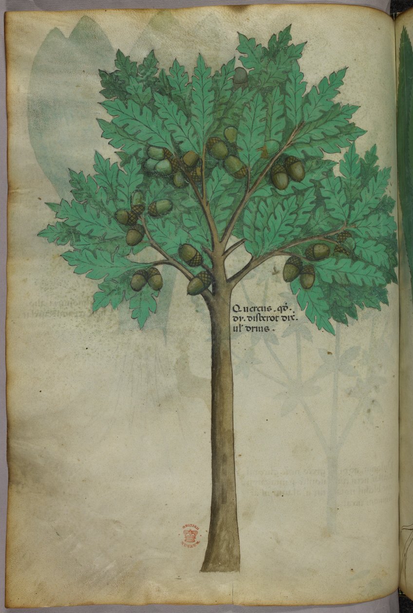 Botaniczna ilustracja drzewa orzechowego, ok. 1440 r. (tusz i kolor na welinie) autorstwa Italian School