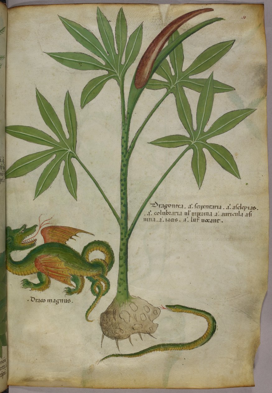 Botaniczna ilustracja przedstawiająca roślinę, smoka i węża, ok. 1440 r. (tusz i kolor na welinie) autorstwa Italian School