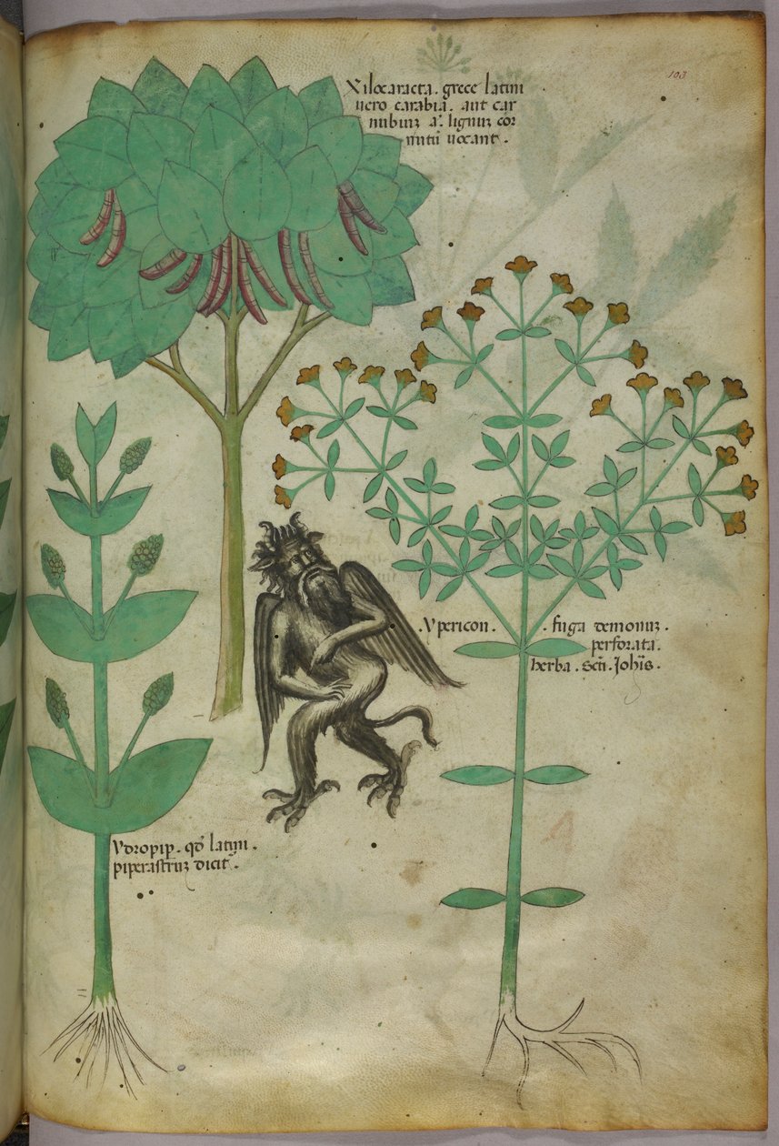Botaniczna ilustracja rośliny i demona; zioło Ypericon ma odstraszać demony, ok. 1440 r. (tusz i kolor na welinie) autorstwa Italian School