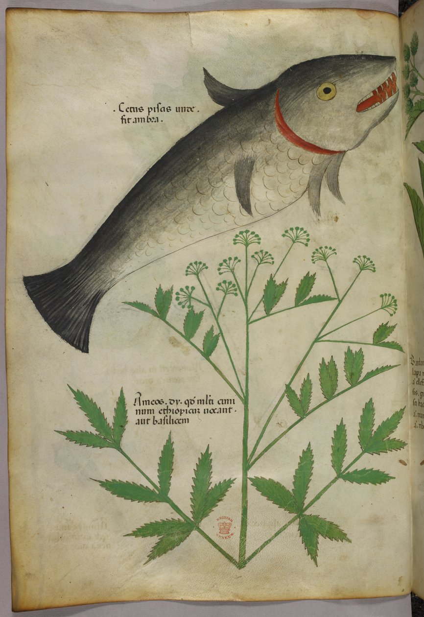 Botaniczna ilustracja przedstawiająca roślinę i rybę, ok. 1440 r. (tusz i kolor na welinie) autorstwa Italian School
