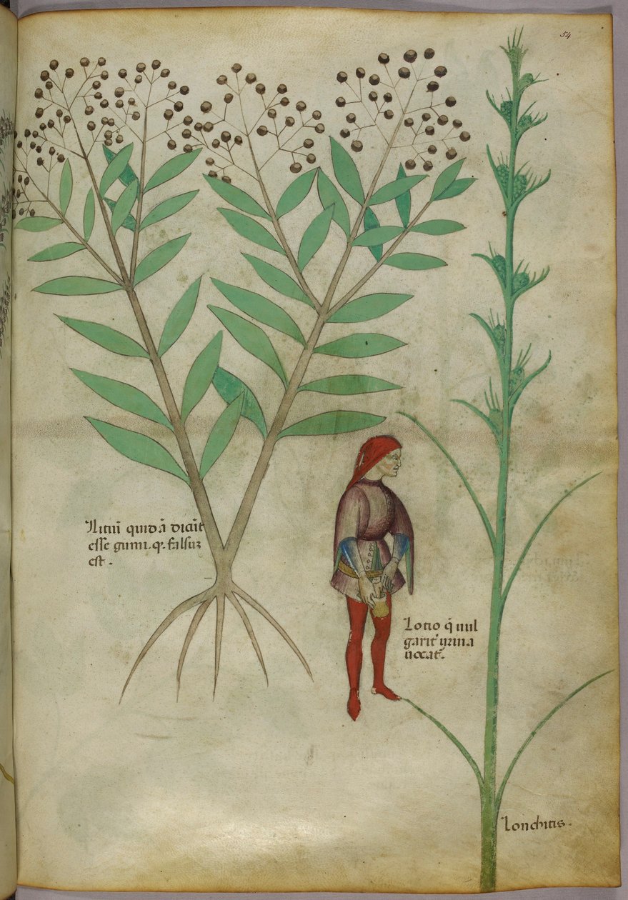 Ilustracja botaniczna przedstawiająca roślinę i mężczyznę oddającego mocz do doniczki, ok. 1440 r. (tusz i kolor na papierze) autorstwa Italian School