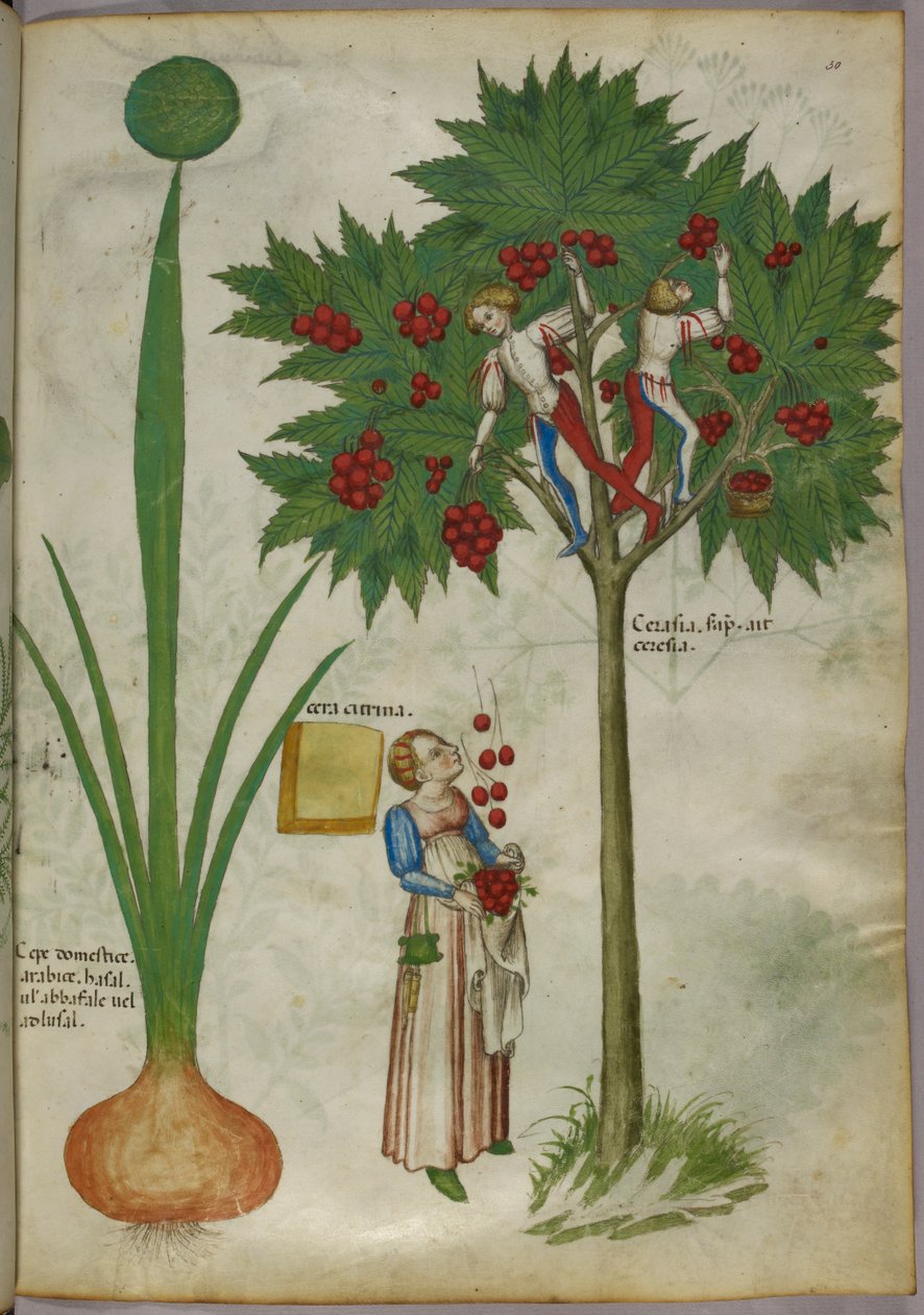 Botaniczna ilustracja przedstawiająca roślinę i chłopców stojących na gałęziach drzewa owocowego, zbierających owoce i rzucających je stojącej poniżej kobiecie, ok. 1440 r. (tusz i kolor na welinie) autorstwa Italian School