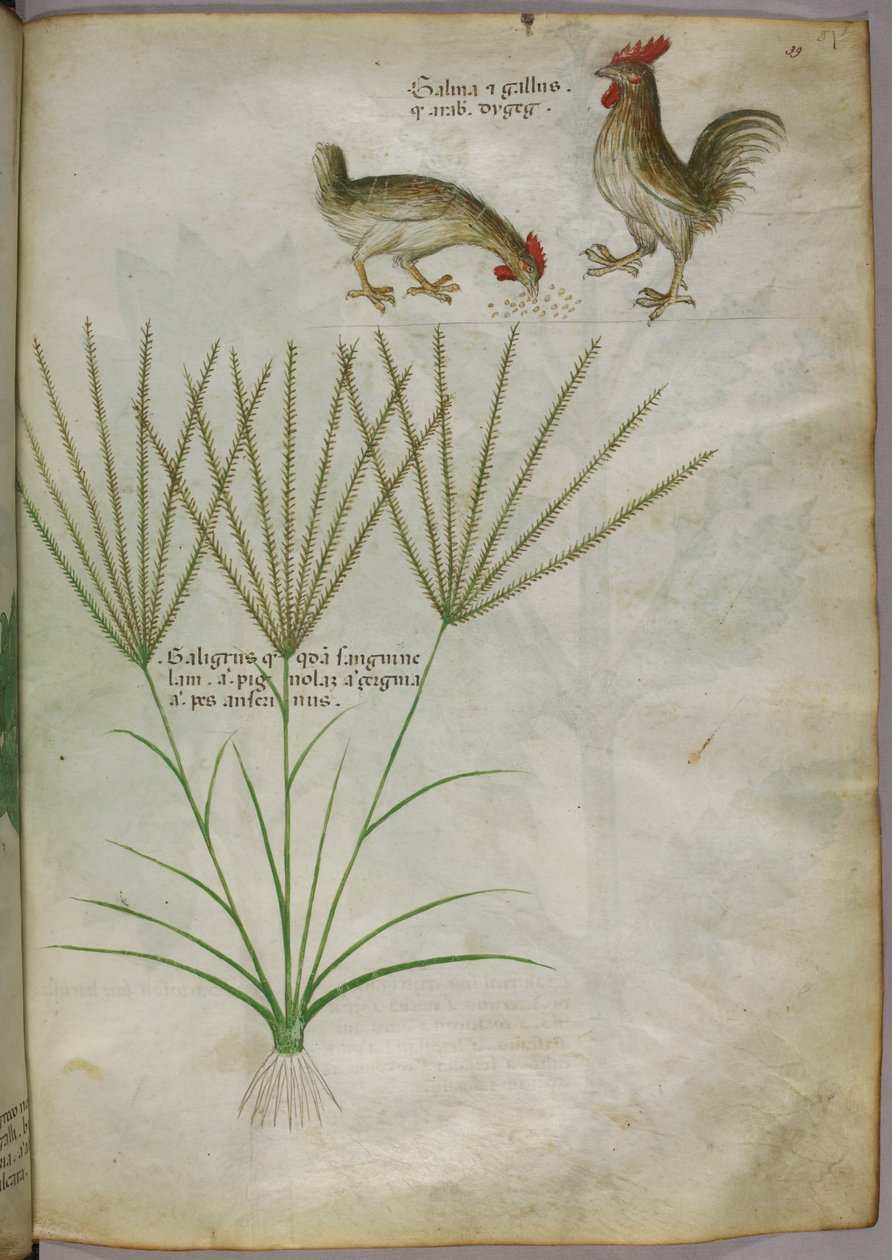 Botaniczna ilustracja rośliny i dwóch kogutów, ok. 1440 r. (tusz i kolor na welinie) autorstwa Italian School