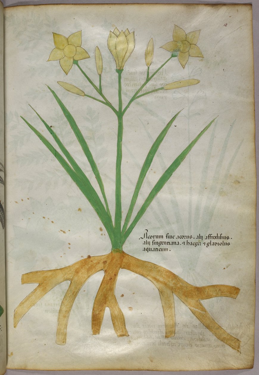 Botaniczna ilustracja rośliny, ok. 1440 r. (tusz i kolor na welinie) autorstwa Italian School