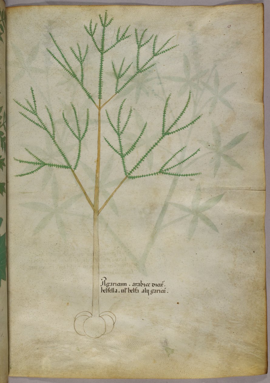 Botaniczna ilustracja rośliny, ok. 1440 r. (tusz i kolor na welinie) autorstwa Italian School