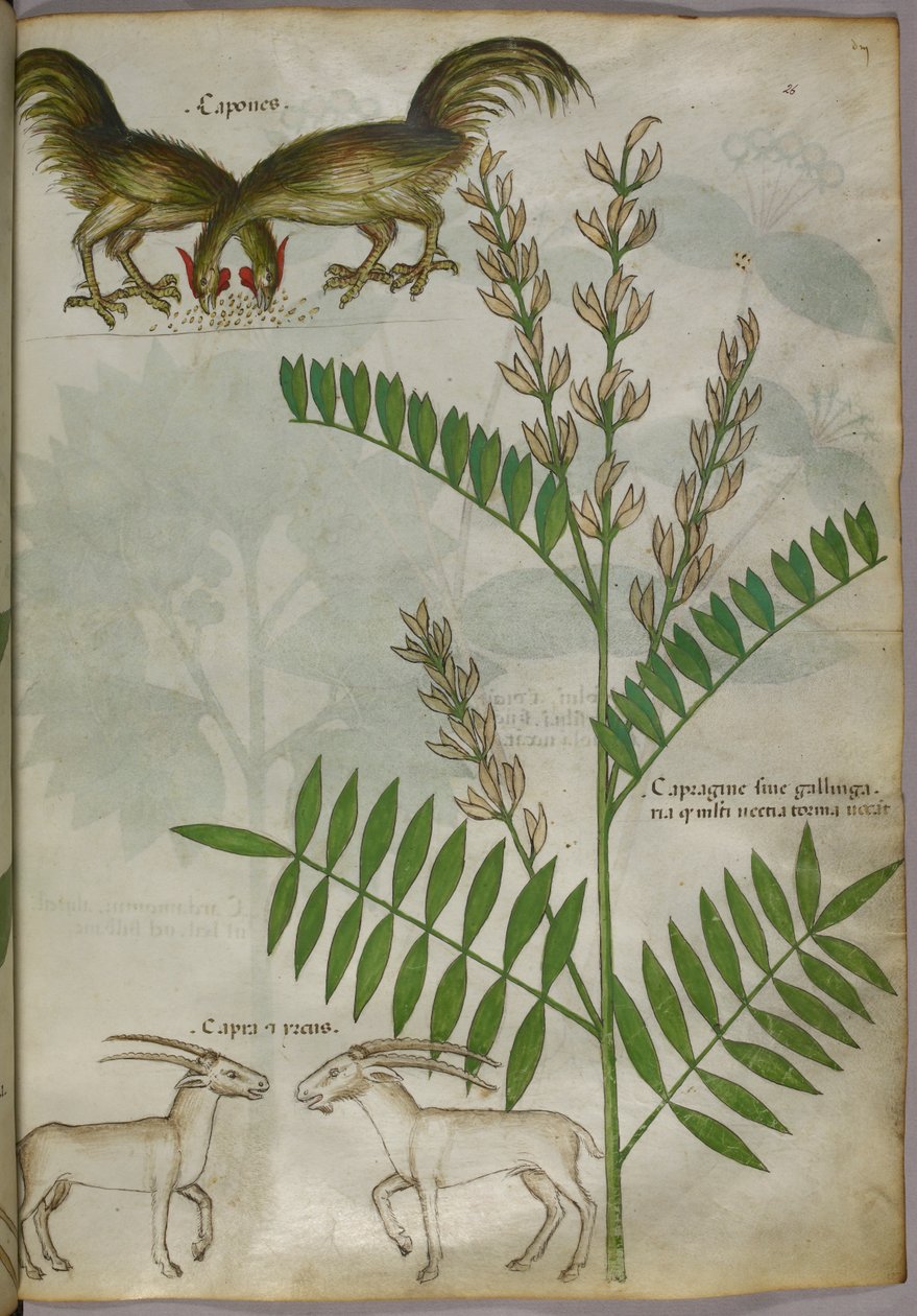 Botaniczna ilustracja przedstawiająca roślinę, dwie kozy i dwa ptaki, ok. 1440 r. (tusz i kolor na welinie) autorstwa Italian School