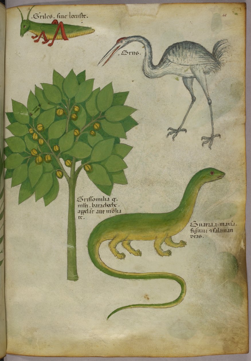Botaniczna ilustracja rośliny ze świerszczem, żurawiem i salamandrą, ok. 1440 r. (tusz i kolor na welinie) autorstwa Italian School