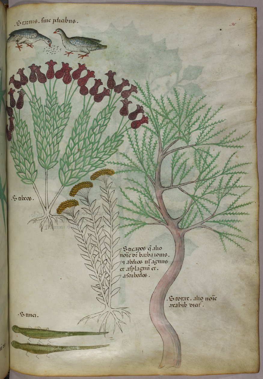 Botaniczna ilustracja rośliny z ptakami i owadami, ok. 1440 r. (tusz i kolor na welinie) autorstwa Italian School