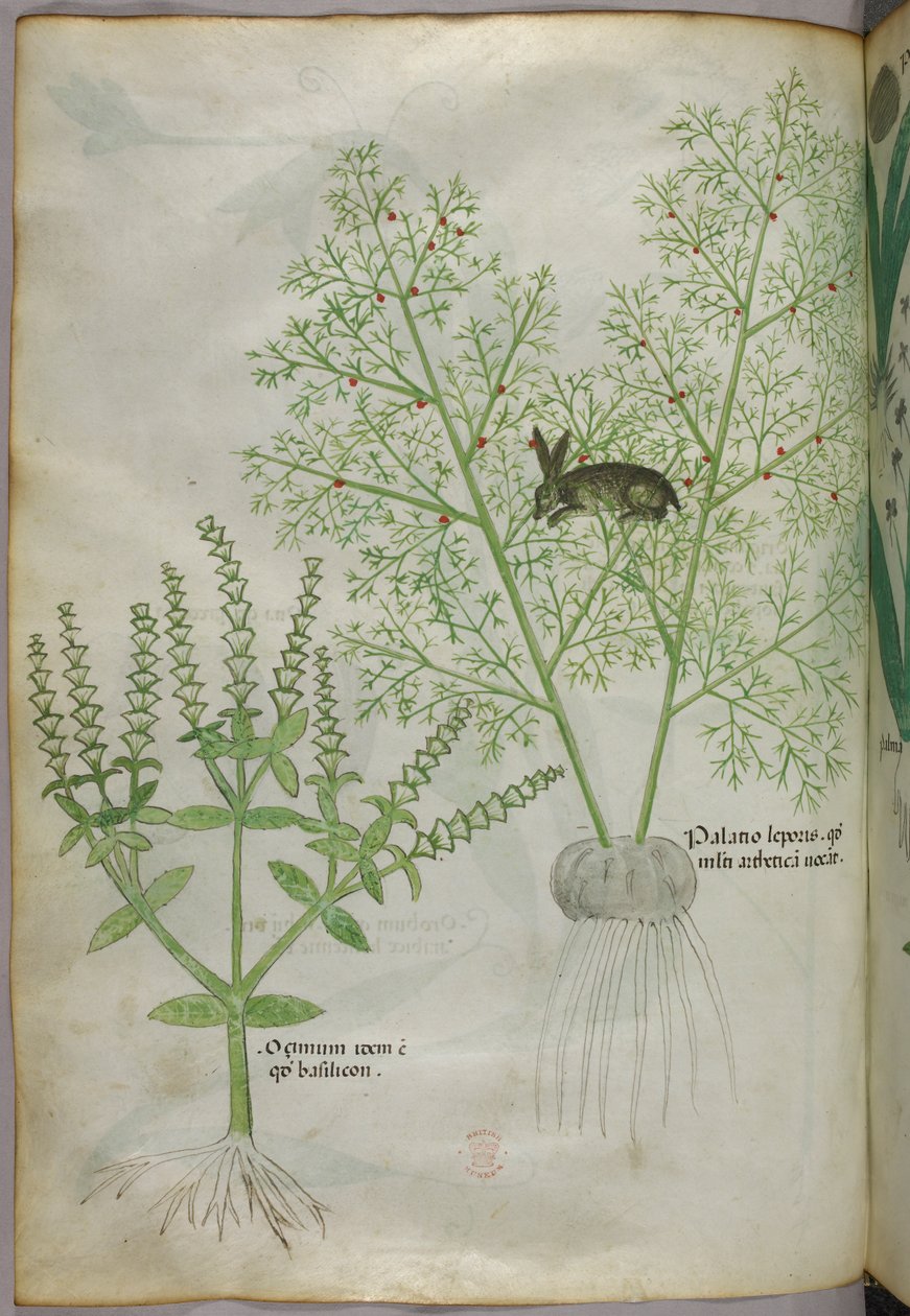 Botaniczna ilustracja słodkiej bazylii [ocimum] i zająca wśród szparagów [palatio leporis], ok. 1440 (tusz i kolor na welinie) autorstwa Italian School
