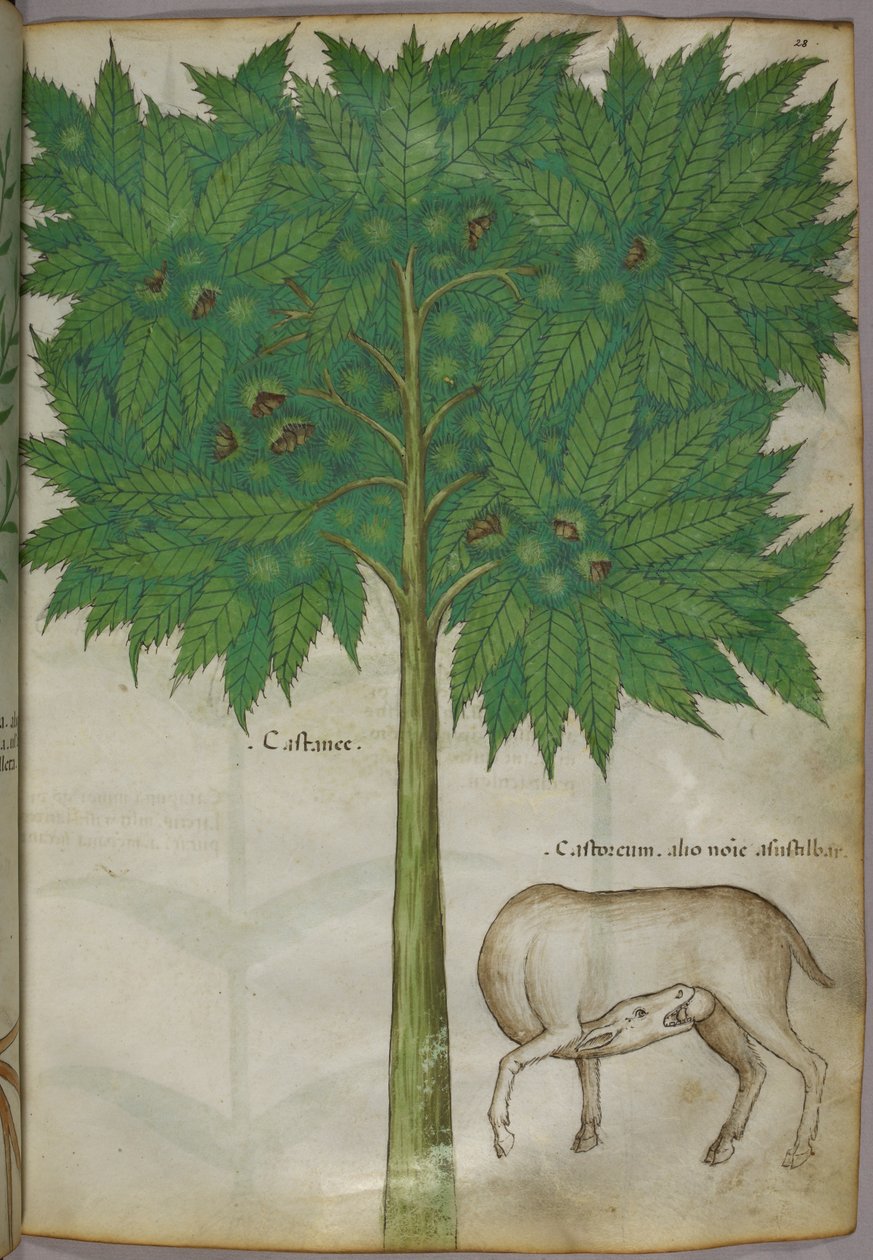 Botaniczna ilustracja drzewa i zwierzęcia, ok. 1440 r. (tusz i kolor na welinie) autorstwa Italian School