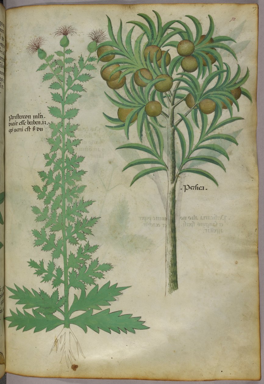 Botaniczna ilustracja drzewa melonowego, ok. 1440 (tusz i kolor na welinie) autorstwa Italian School