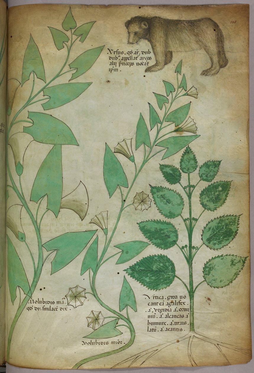 Botaniczna ilustracja rośliny z niedźwiedziem, ok. 1440 (tusz i kolor na welinie) autorstwa Italian School