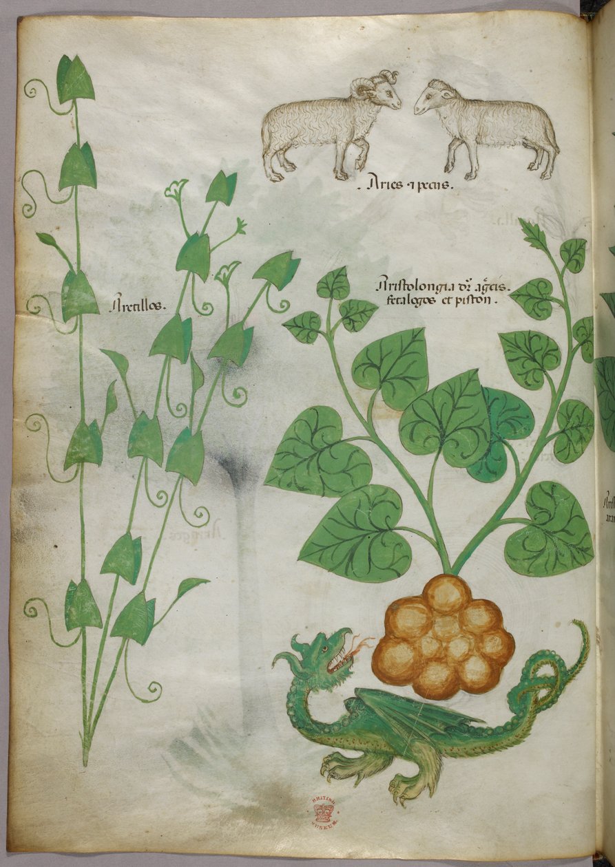Botaniczna ilustracja przedstawiająca rośliny, smoka i owcę, ok. 1440 r. (tusz i kolor na welinie) autorstwa Italian School