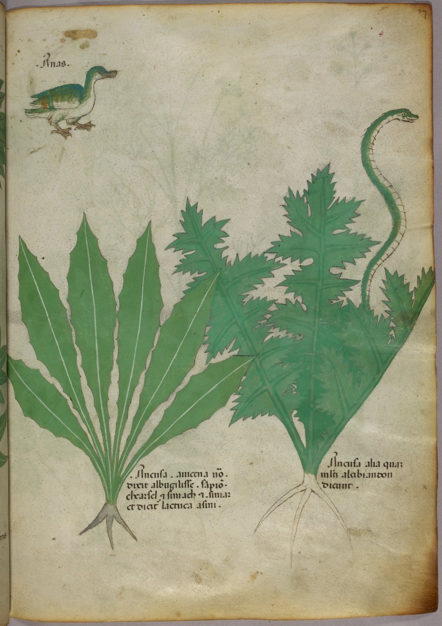 Botaniczna ilustracja roślin, węża i kaczki, ok. 1440 r. (tusz i kolor na welinie) autorstwa Italian School