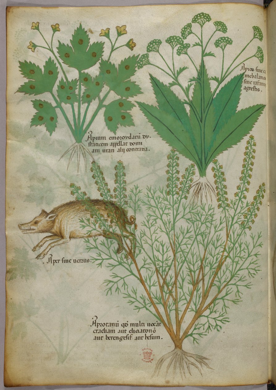 Botaniczna ilustracja przedstawiająca rośliny i dzika, ok. 1440 r. (tusz i kolor na welinie) autorstwa Italian School