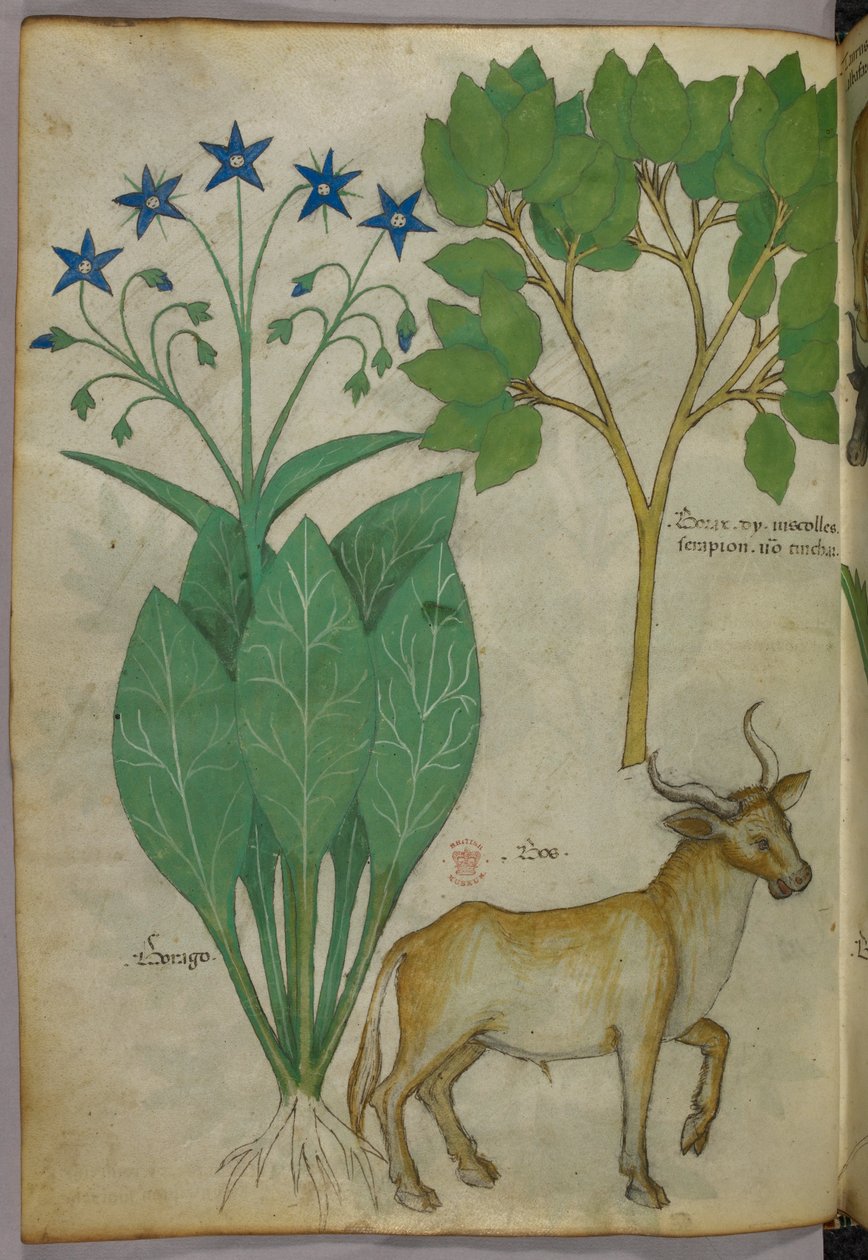 Botaniczna ilustracja przedstawiająca rośliny i byka, ok. 1440 r. (tusz i kolor na welinie) autorstwa Italian School
