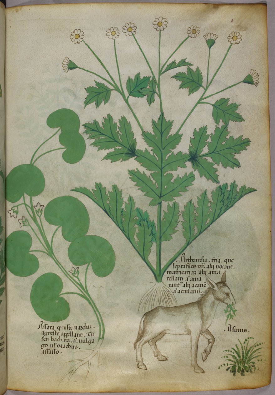 Botaniczna ilustracja przedstawiająca rośliny i osła, ok. 1440 r. (tusz i kolor na welinie) autorstwa Italian School