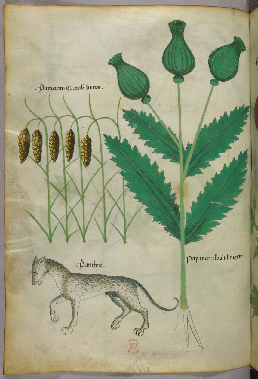 Botaniczna ilustracja przedstawiająca rośliny i panterę, ok. 1440 r. (tusz i kolor na welinie) autorstwa Italian School