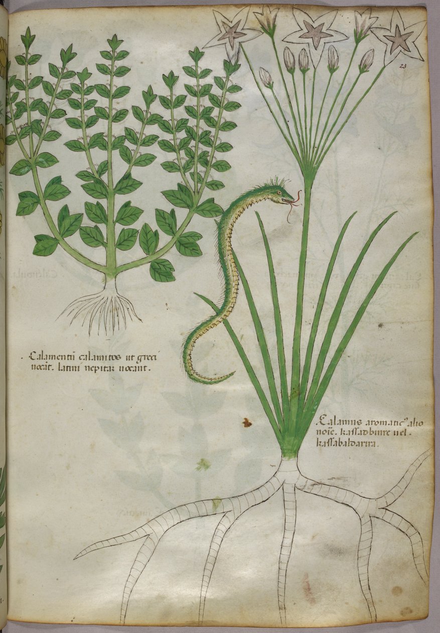 Botaniczna ilustracja roślin i węża, ok. 1440 (tusz i kolor na welinie) autorstwa Italian School