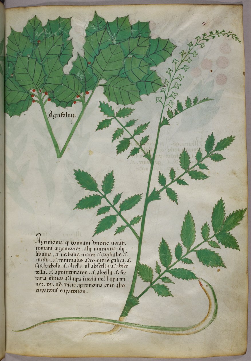 Botaniczna ilustracja przedstawiająca rośliny i węża, ok. 1440 r. (tusz i kolor na welinie) autorstwa Italian School