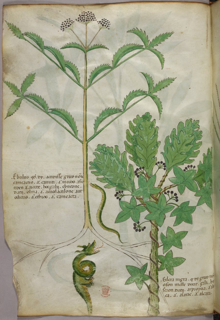 Botaniczna ilustracja przedstawiająca rośliny i węża, ok. 1440 r. (tusz i kolor na welinie) autorstwa Italian School