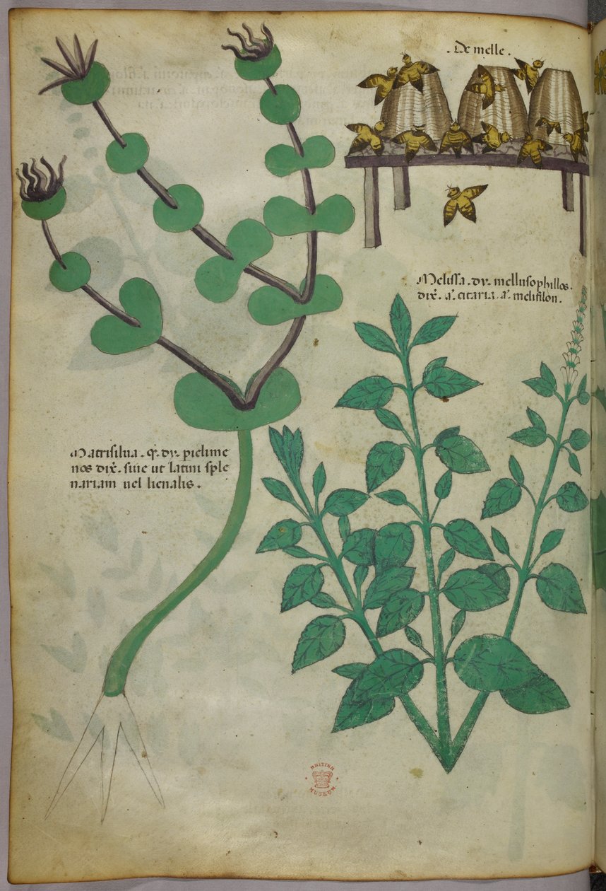 Botaniczna ilustracja roślin i uli z pszczołami, ok. 1440 r. (tusz i kolor na welinie) autorstwa Italian School