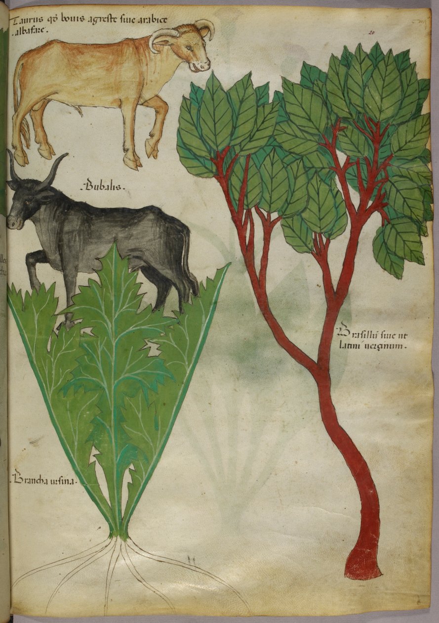 Botaniczna ilustracja roślin i byków, ok. 1440 r. (tusz i kolor na welinie) autorstwa Italian School