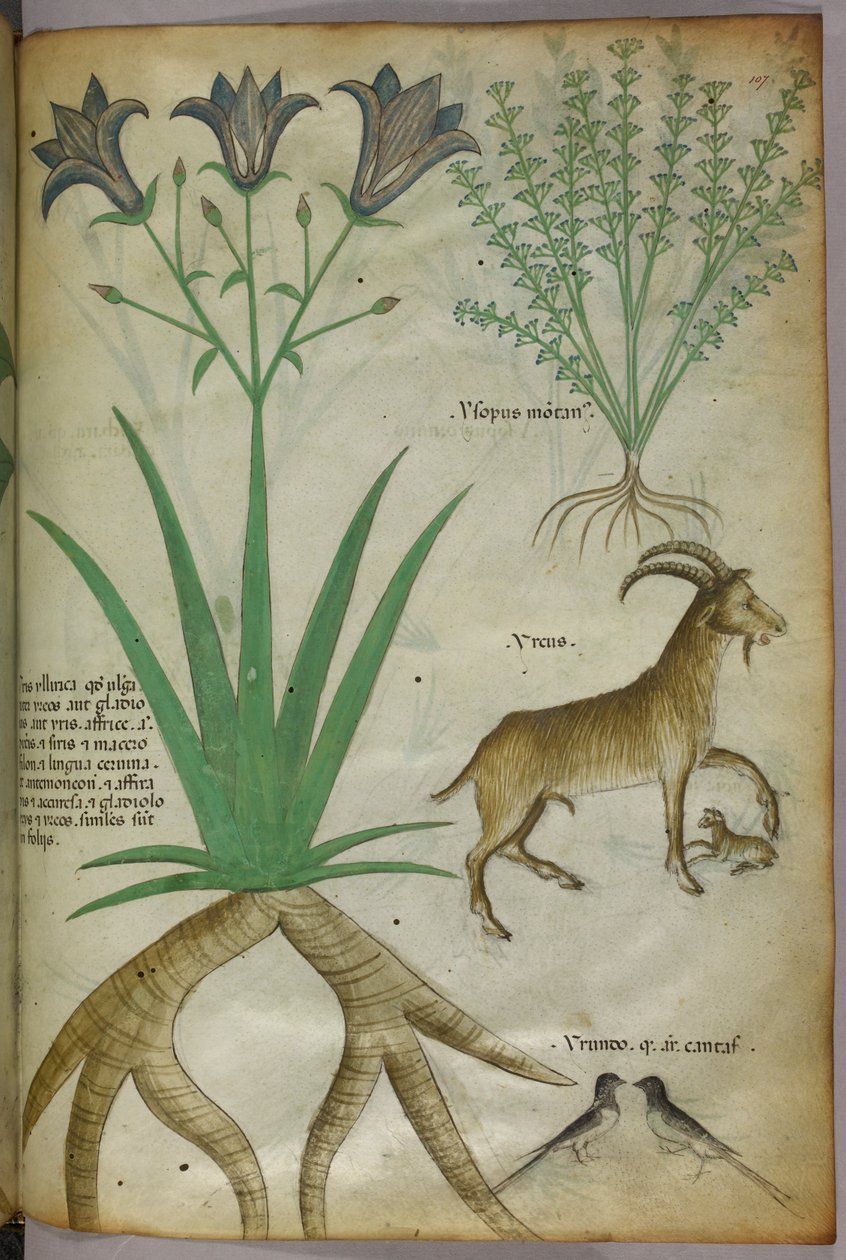 Botaniczna ilustracja przedstawiająca rośliny, ptaki i kozy, ok. 1440 (tusz i kolor na welinie) autorstwa Italian School
