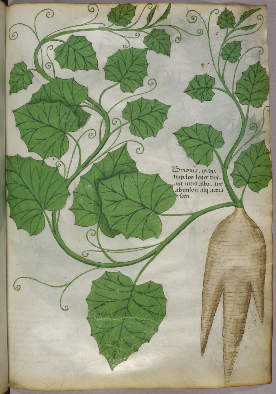 Botaniczna ilustracja roślin, ok. 1440 (tusz i kolor na welinie) autorstwa Italian School