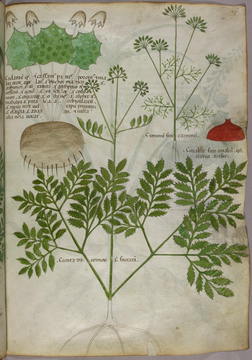 Botaniczna ilustracja roślin, ok. 1440 (tusz i kolor na welinie) autorstwa Italian School