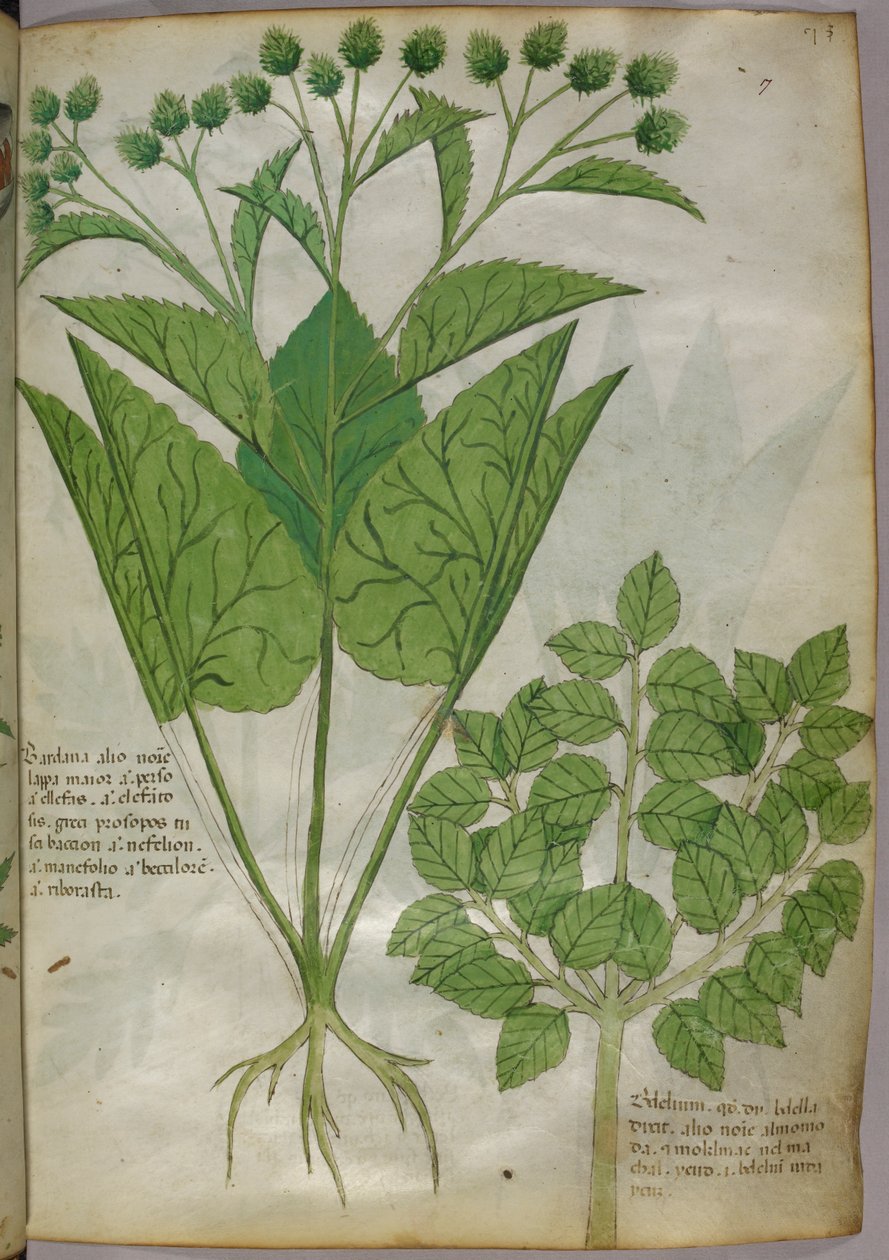 Botaniczna ilustracja roślin, ok. 1440 (tusz i kolor na welinie) autorstwa Italian School