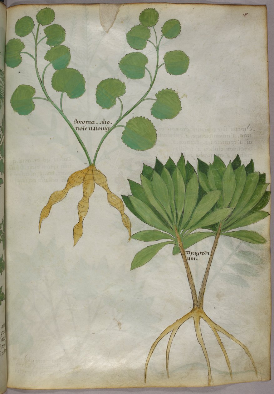Botaniczna ilustracja roślin, ok. 1440 (tusz i kolor na welinie) autorstwa Italian School