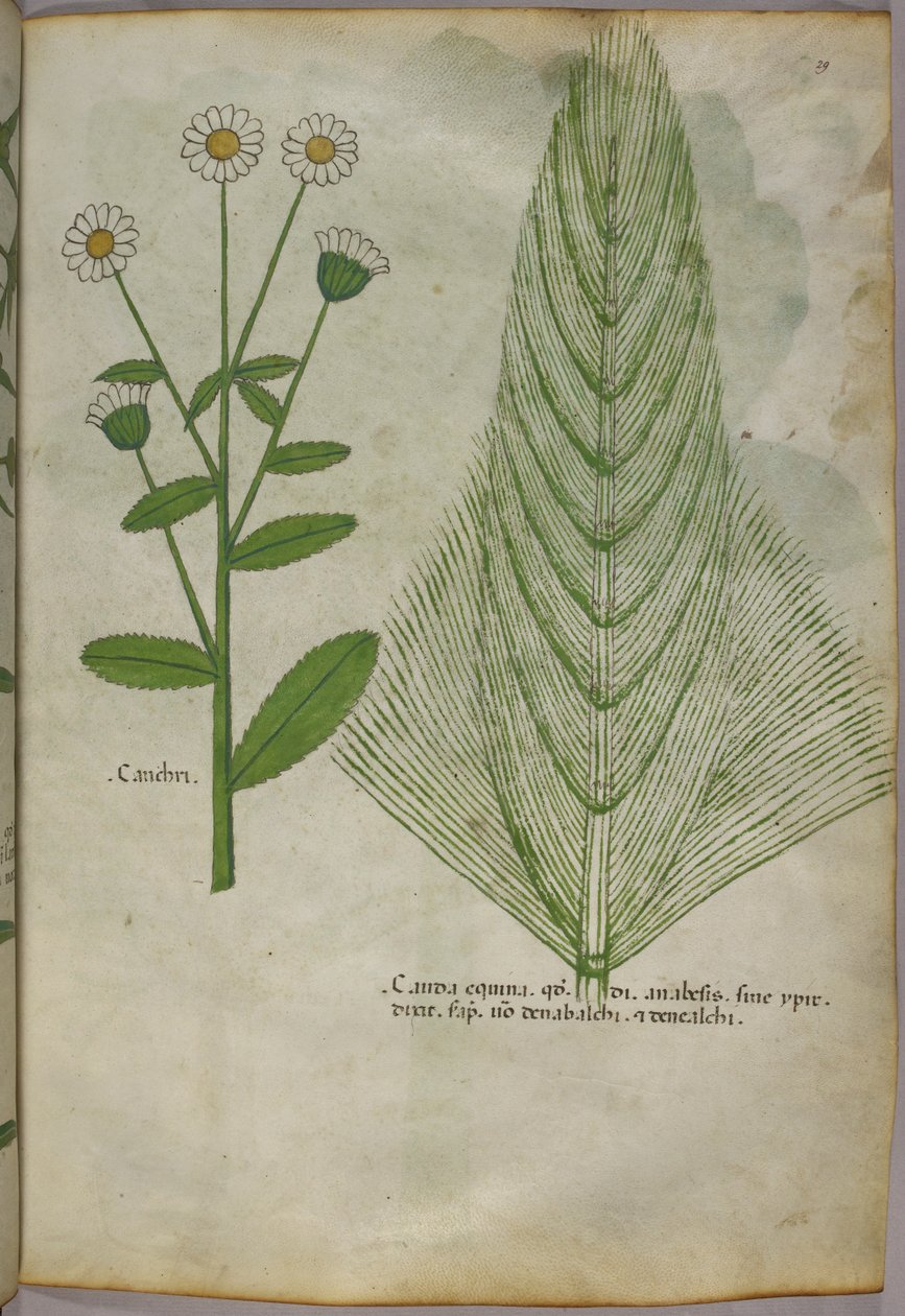 Botaniczna ilustracja roślin, ok. 1440 (tusz i kolor na welinie) autorstwa Italian School