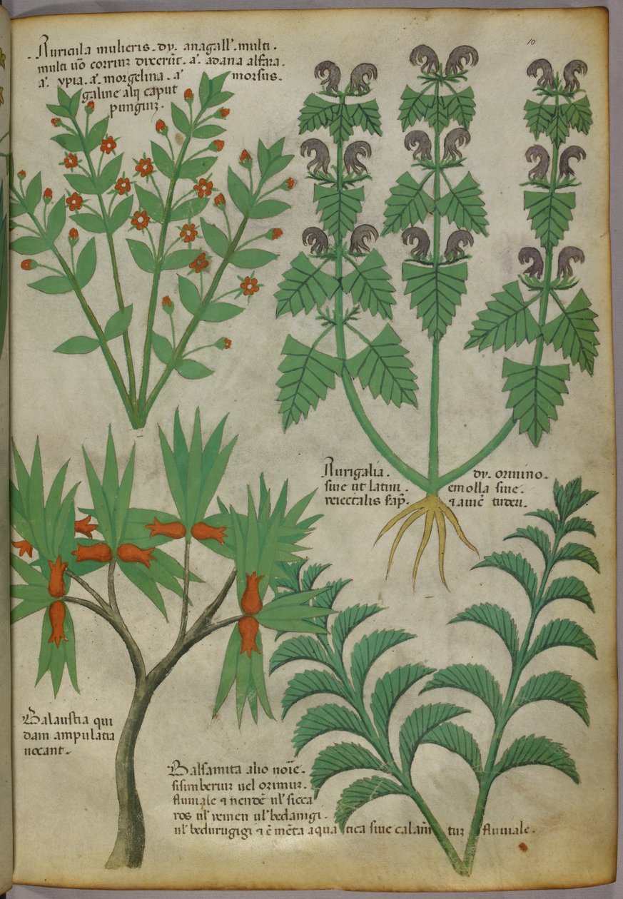 Botaniczna ilustracja roślin, ok. 1440 (tusz i kolor na welinie) autorstwa Italian School