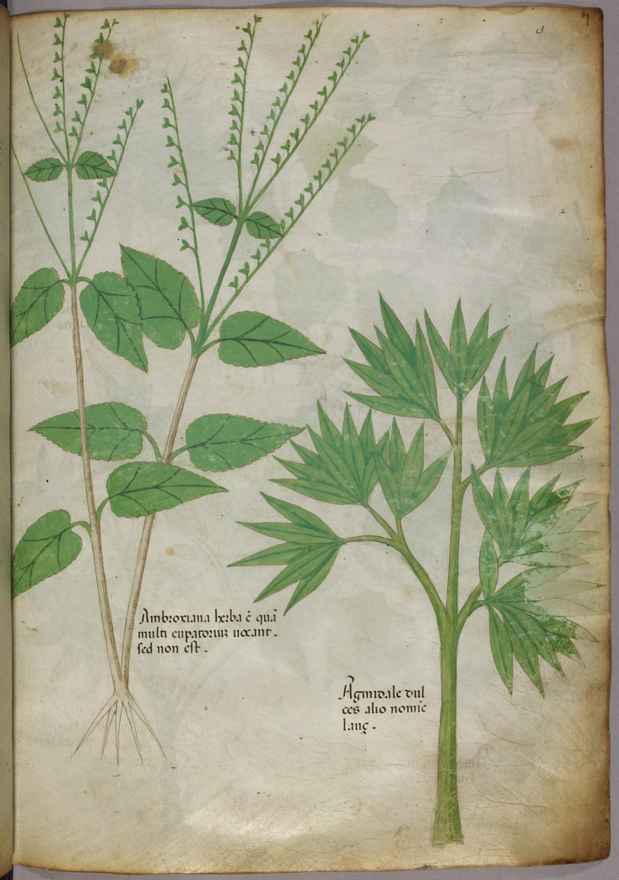 Botaniczna ilustracja roślin, ok. 1440 (tusz i kolor na welinie) autorstwa Italian School