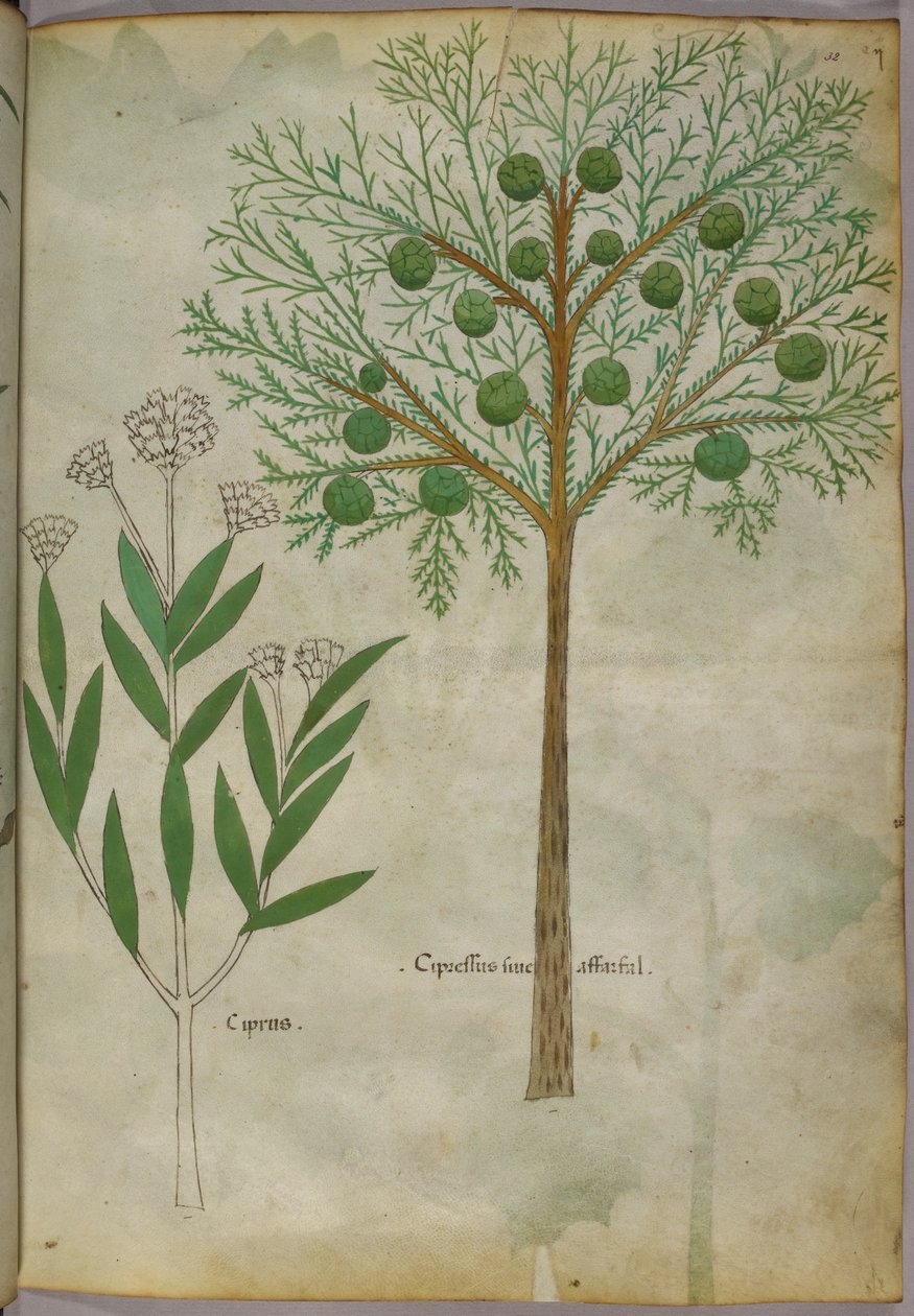 Botaniczna ilustracja roślin, ok. 1440 (tusz i kolor na welinie) autorstwa Italian School
