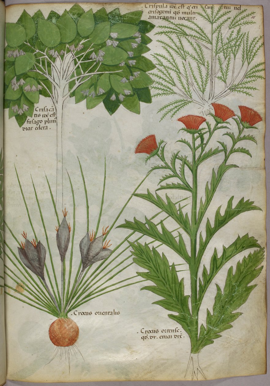 Botaniczna ilustracja roślin, ok. 1440 (tusz i kolor na welinie) autorstwa Italian School