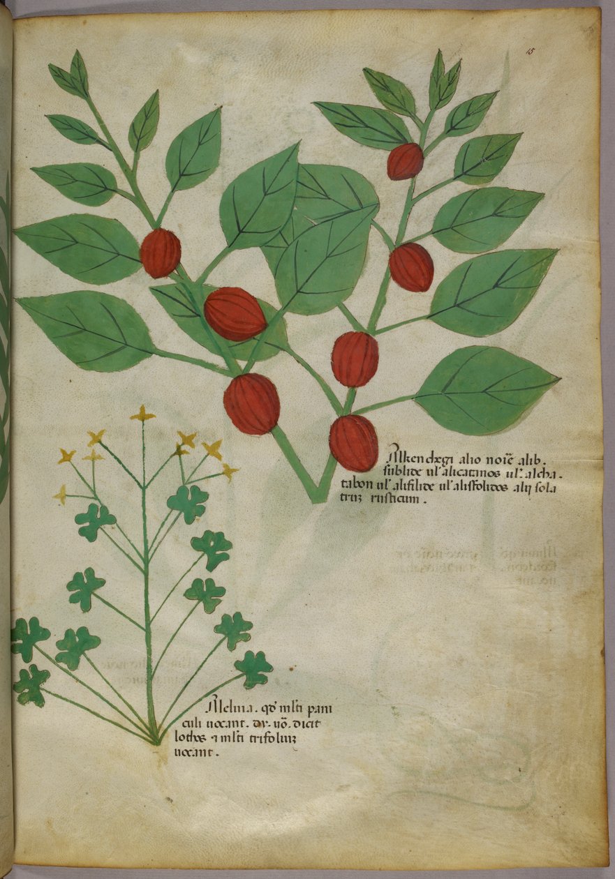Botaniczna ilustracja roślin, ok. 1440 (tusz i kolor na welinie) autorstwa Italian School