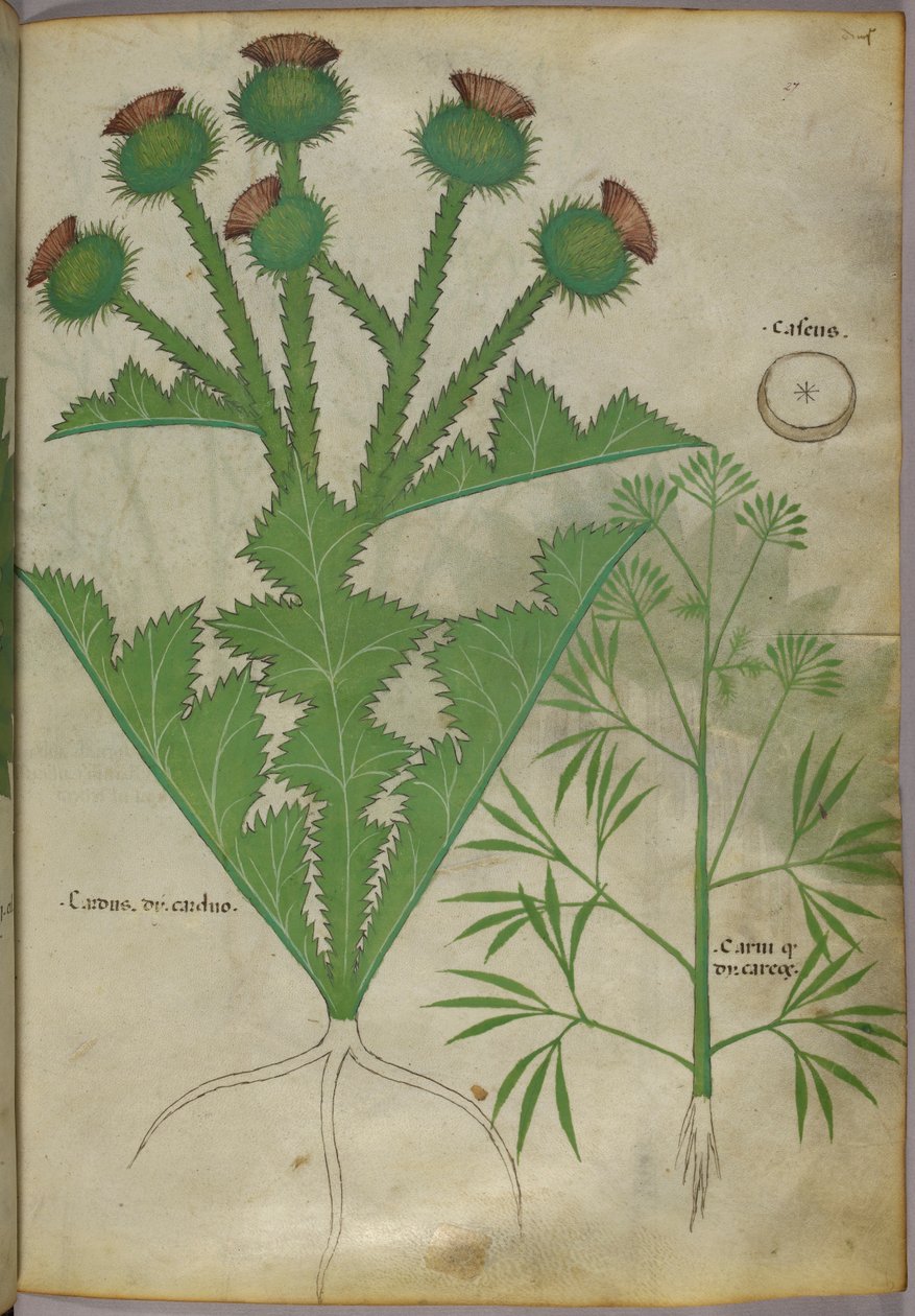 Botaniczna ilustracja roślin, ok. 1440 (tusz i kolor na welinie) autorstwa Italian School