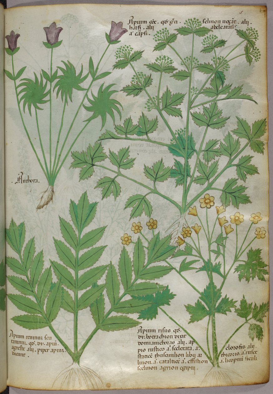 Botaniczna ilustracja roślin, ok. 1440 (tusz i kolor na welinie) autorstwa Italian School