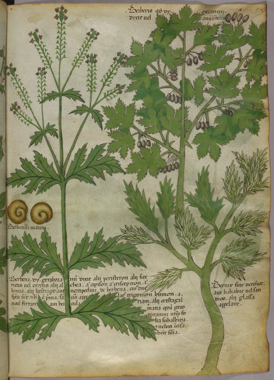 Botaniczna ilustracja roślin, ok. 1440 (tusz i kolor na welinie) autorstwa Italian School