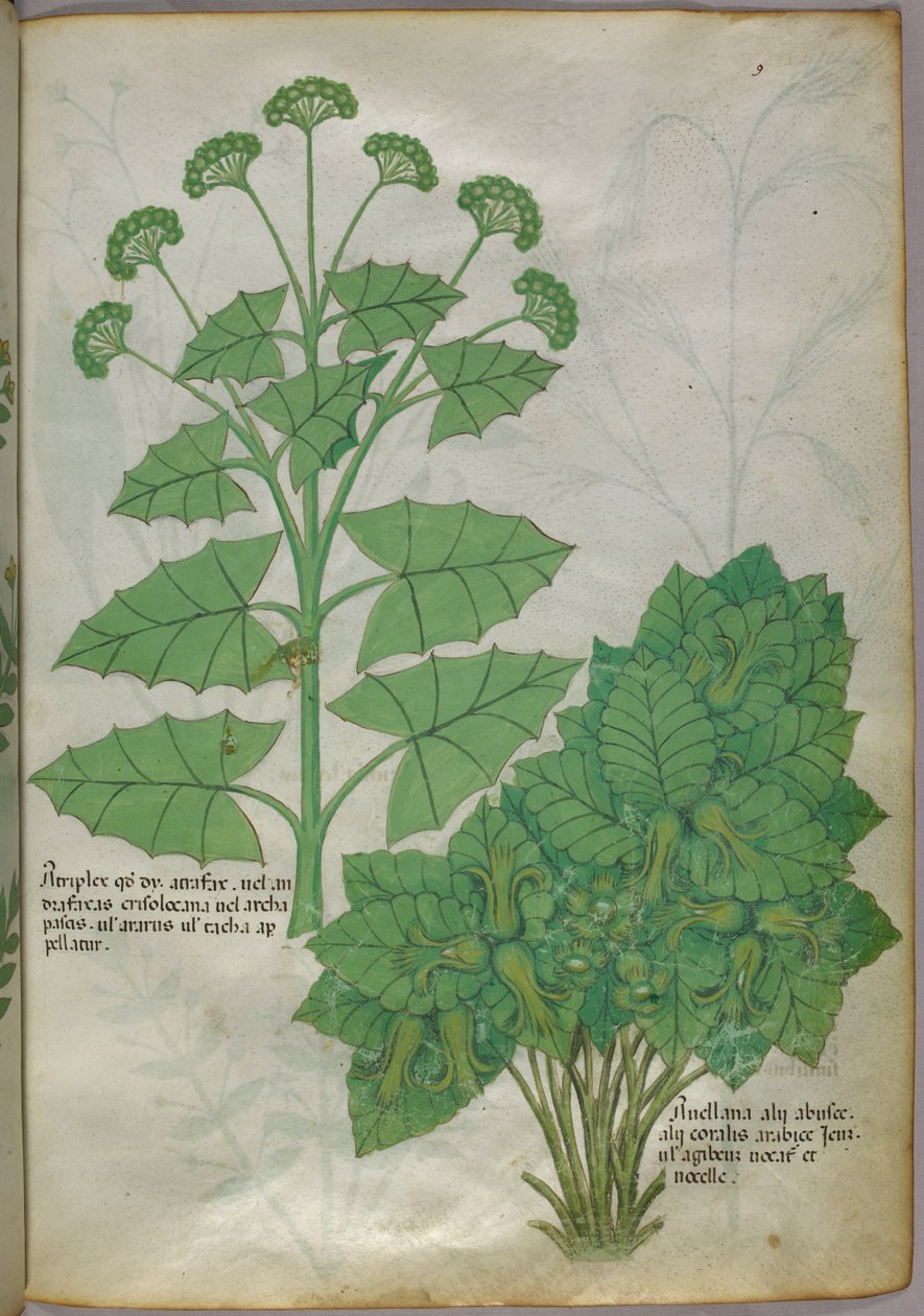 Botaniczna ilustracja roślin, ok. 1440 (tusz i kolor na welinie) autorstwa Italian School
